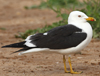 1cy fuscus in August, ringed in Finland. (81365 bytes)